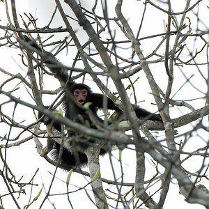 Rotgesicht Klammeraffe (Spider Monkey)
Burro-Burro River, Surama
2676