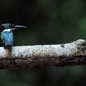 Amazonasfischer (Amazon Kingfischer)
Burro-Burro River, Surama
2721