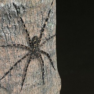 Spinne
Burro-Burro River, Surama
1768