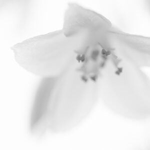 Blüte