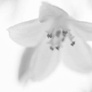Blüte