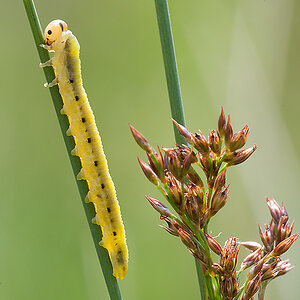 Eulenraupe 02 2013 06 28