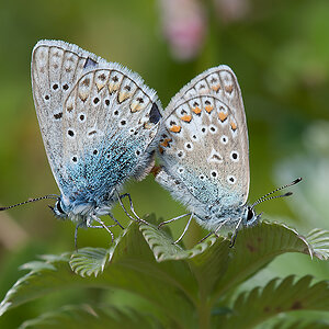 Bläulinge 00 2013 06 30