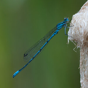 Hufeisenazurjungfer 01 2013 06 28