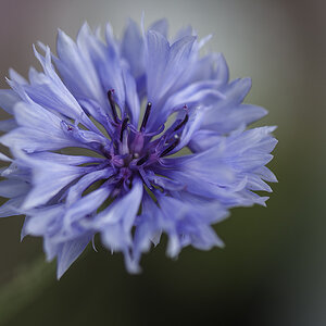 bluete 05