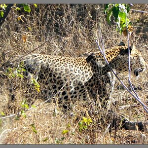 Leopard
