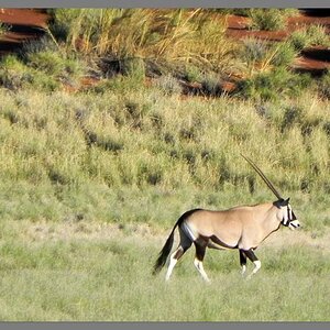 Oryx_Antilope