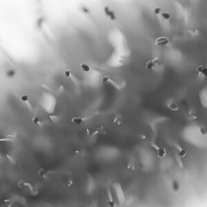 Blüte 2