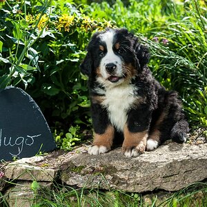 Für den Hundethread ...