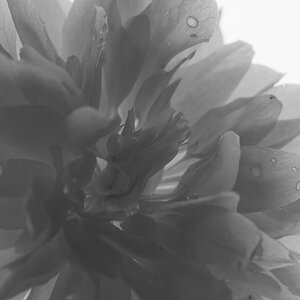Blüte 3