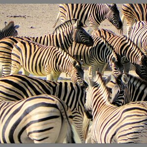 Zebraherde im Etosha NP