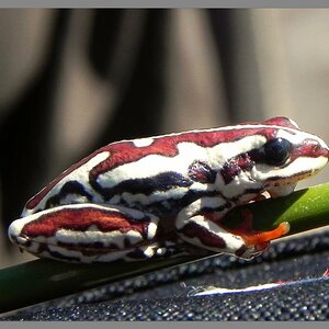 Bewohner des Okavango_Deltas