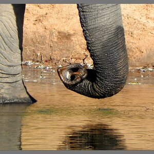 Chobe NP
