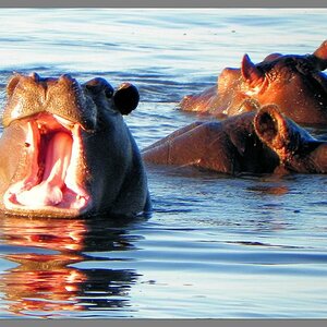 Chobe NP