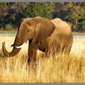 Chobe NP