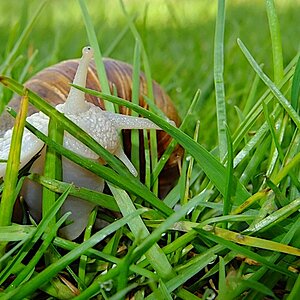 Schnecke (2)
