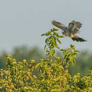 20130607 0911 [NIKON D7100] 490 mm,1 800 Sek. bei ƒ   8,0