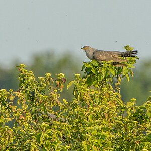 20130607 0929 [NIKON D7100] 490 mm,1 640 Sek. bei ƒ   8,0