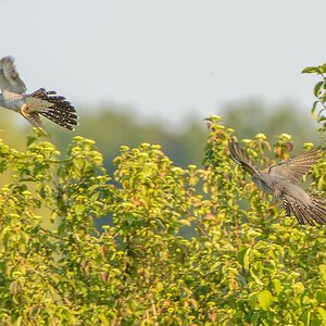 20130607 0939 [NIKON D7100] 490 mm,1 400 Sek. bei ƒ   8,0