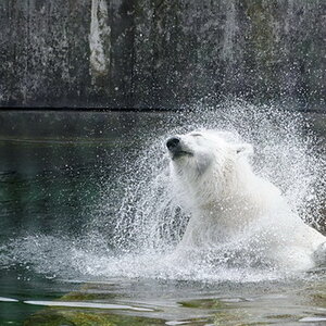 Eisbär