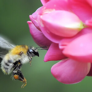 Hummel 2013 2