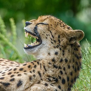 20130622 2669 [NIKON D7100] 400 mm,1 320 Sek. bei ƒ   5,0