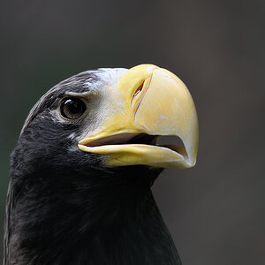 Riesenseeadler 1
Tiergarten Nürnberg
