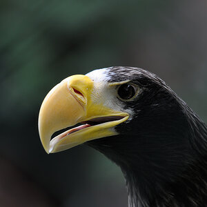 Riesenseeadler 2
Tiergarten Nürnberg