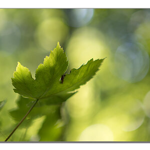 lighning4
