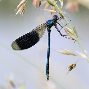 Prachtlibelle DSC 0930 079