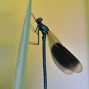 Libelle
