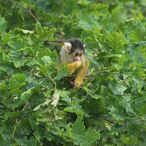 Tiergarten 07 06 13 002 1
