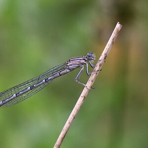439900libelle