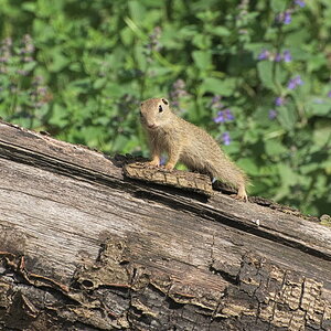 Tiergarten 07 06 13 006 1