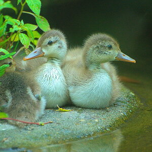 Tiergarten 07 06 13 014 1