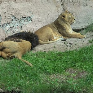 Tiergarten 07 06 13 011 1