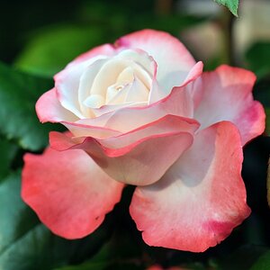 Rose (850x565)