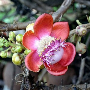 Fremde Blüte