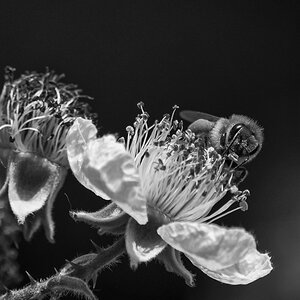 Biene auf Brombeere
