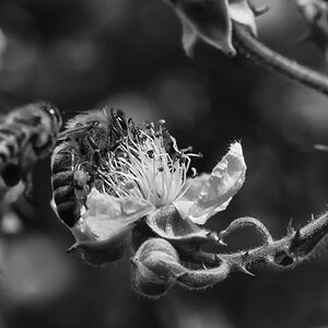Biene auf Brombeere 2