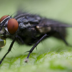 Fliege 1024