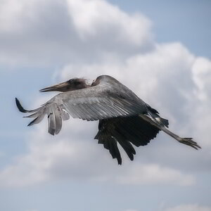 Ein Storch