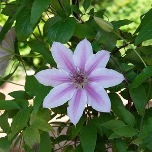 Clematis