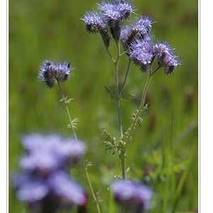 blume 1 01