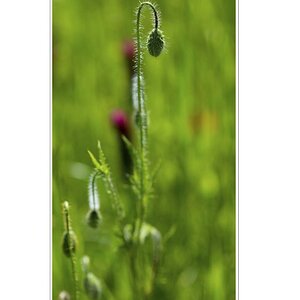 blume 2