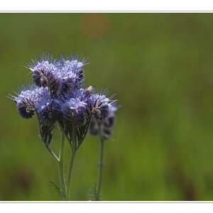 blume4 01