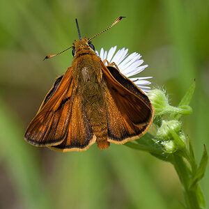 Braundickkopf Schwarzkolbiger 01 2013 07 05