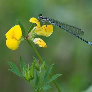 Azurjungfer Hufeisen 02 2013 07 05