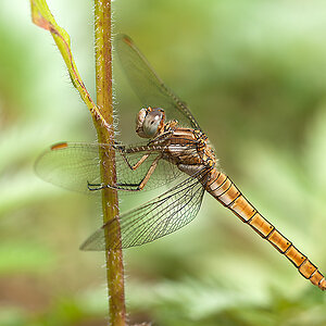 Blaupfeil Kleiner (w) 01 2013 07 05