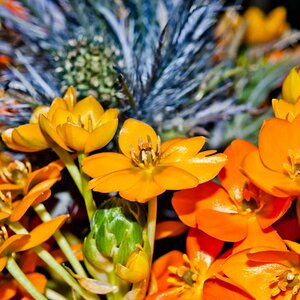 blüte
